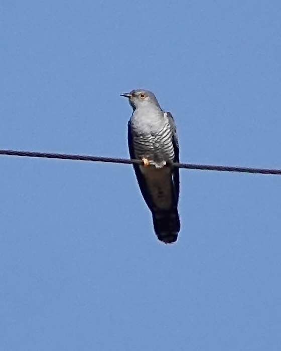 cuckoo